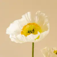 portfolio-designer-avatar